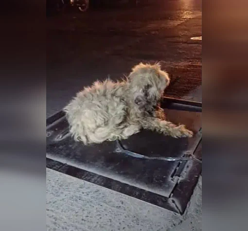 Once freed, she was taken to a veterinar...