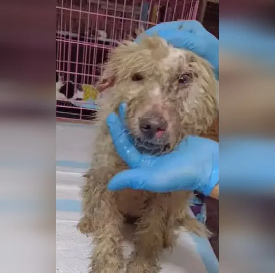 Candy's journey from an abandoned, frigh...