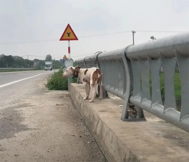 The dog’s leash was secured in a way tha...