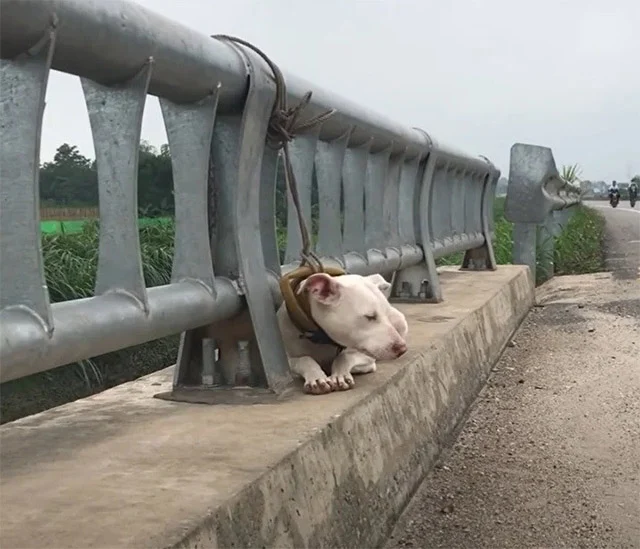 Once the dog was freed from the railing,...
