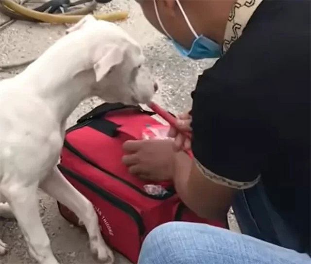 This rescue mission was a success, as ev...