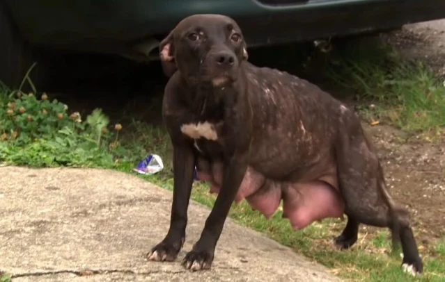 In New Orleans, animal rescuers had an e...