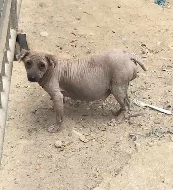 Carmi was swiftly taken to a veterinary ...