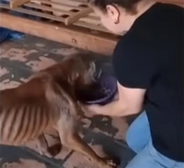 A veterinarian carefully assessed Felix,...