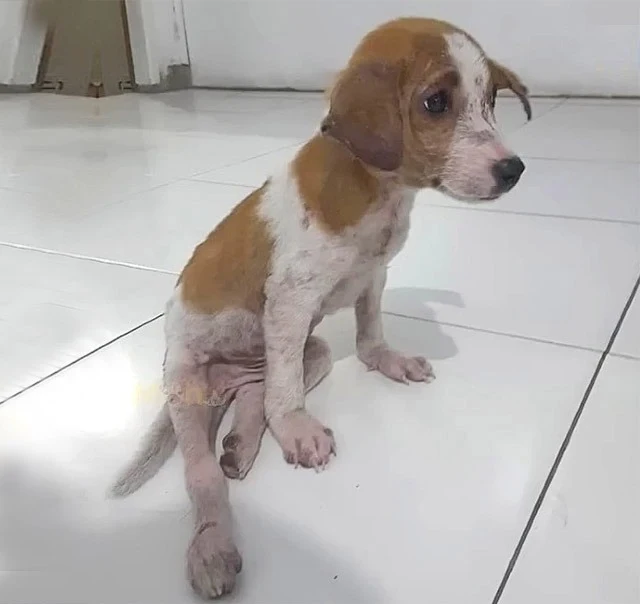 His rescuers believed in his potential f...