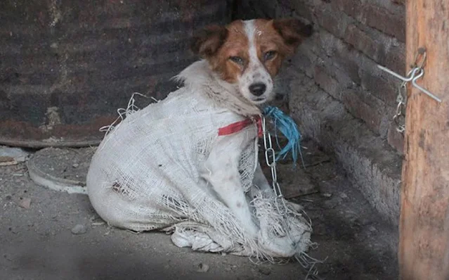 The rescue mission that saved Toby began...