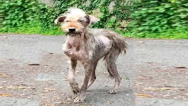 Using anesthesia to calm her enough for ...