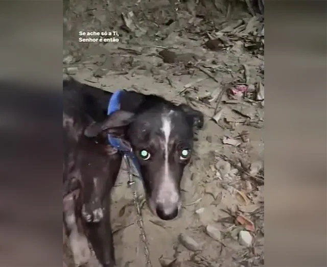 The woman speculated that the dogs had b...