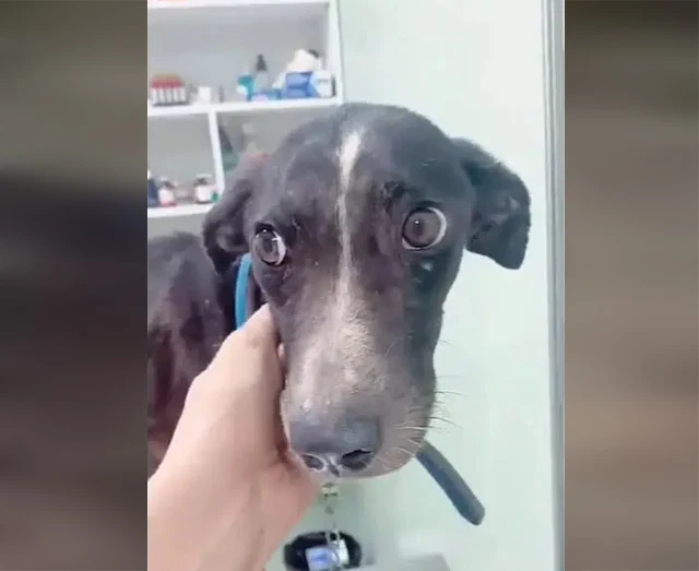 Although Reiki's condition was not as se...
