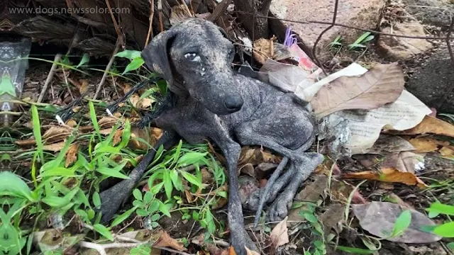 One day, a compassionate animal rescuer ...