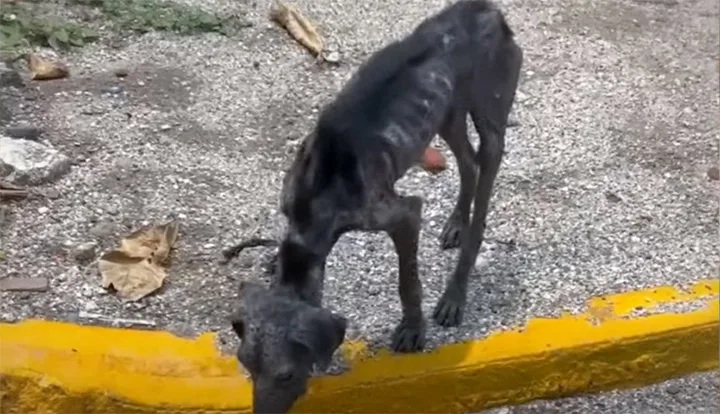 Chula's path to recovery was challenging...