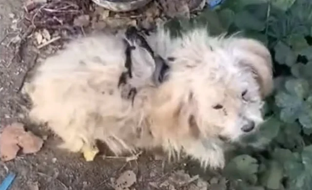 The rescuers expressed a desire to care ...