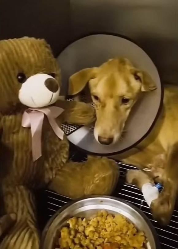 Once at the clinic, veterinarians quickl...