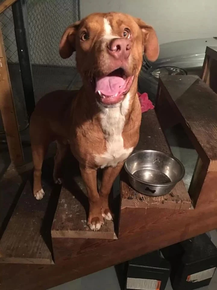 Woody is now seeking a forever home wher...