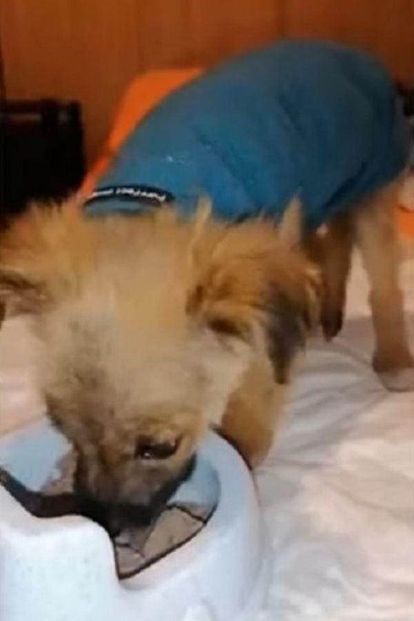 Upon arriving at the shelter, he was giv...
