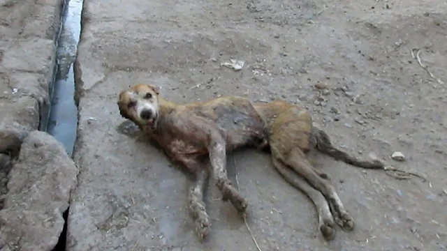 However, this dog, now affectionately ca...