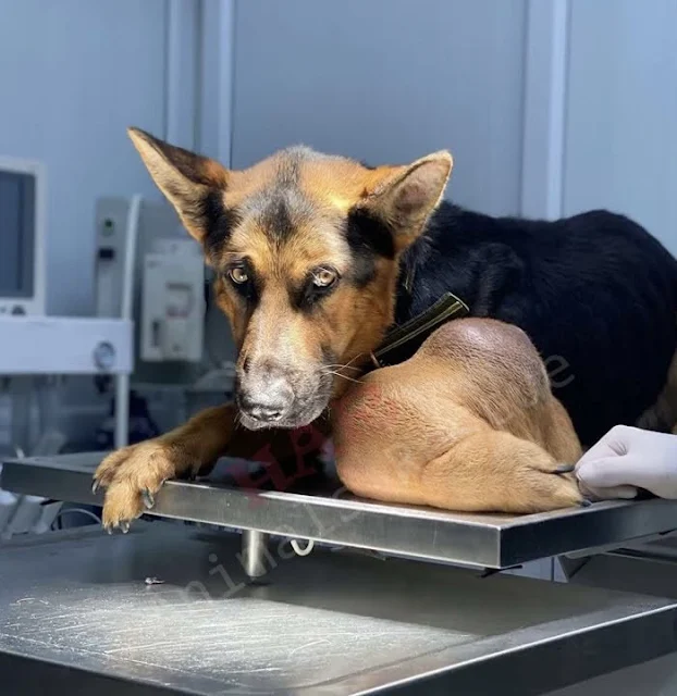 X-rays confirmed the presence of osteosa...