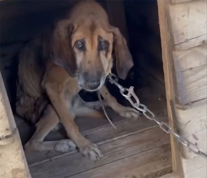 Elvis's first moments of freedom were mo...