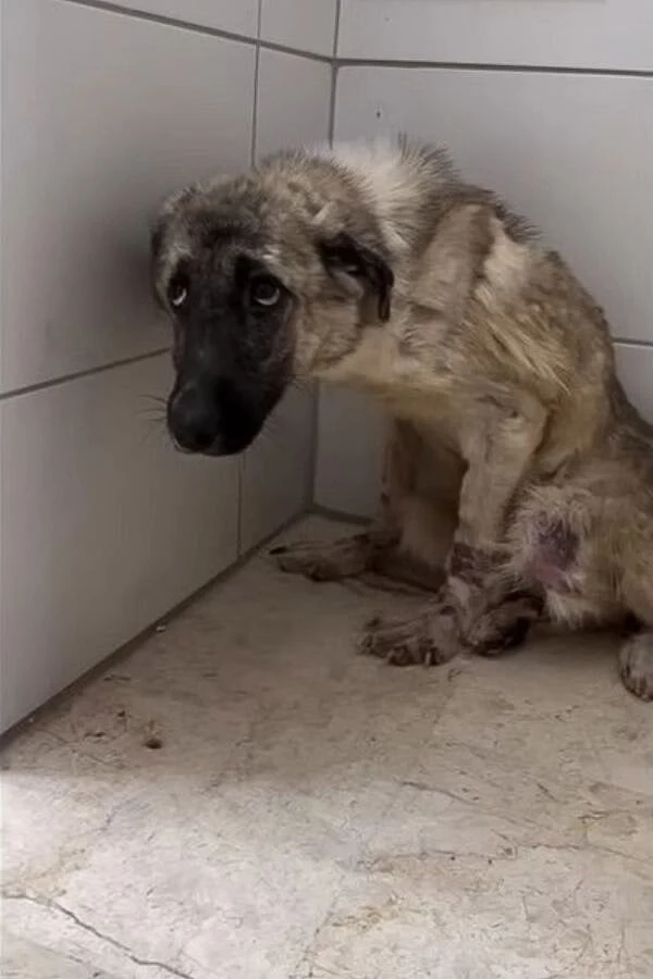 Day by day, Copor grew less afraid, walk...