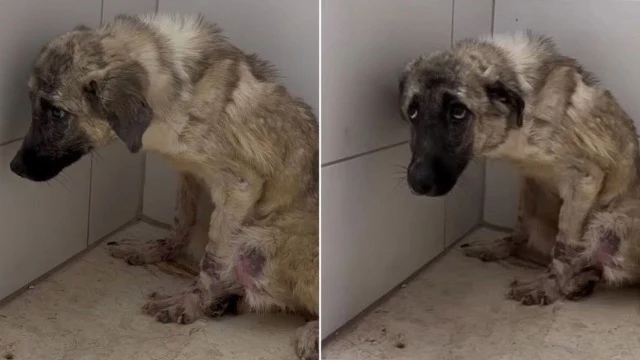 Four weeks after being rescued, he no lo...
