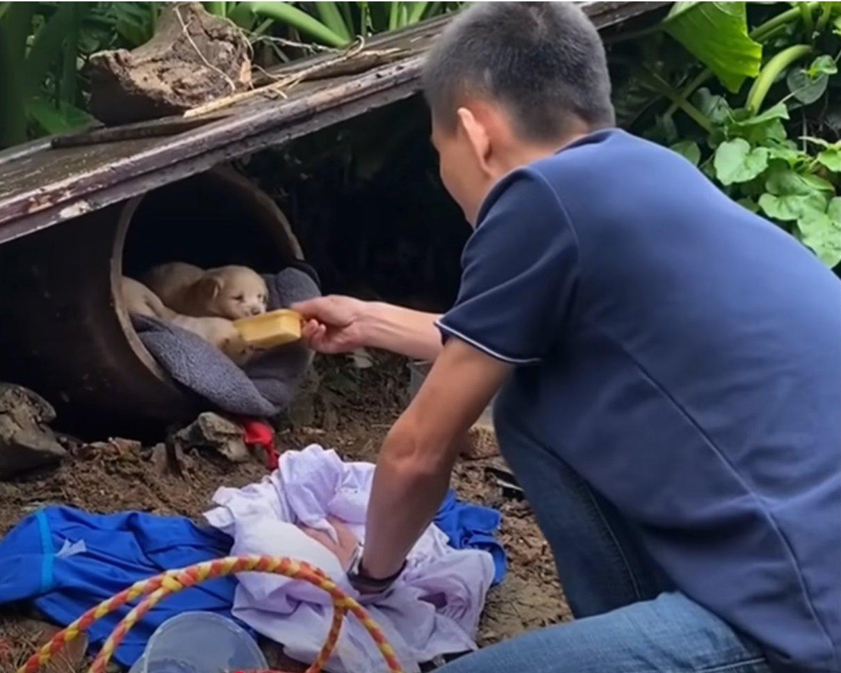 By nine weeks, the once frail puppies th...