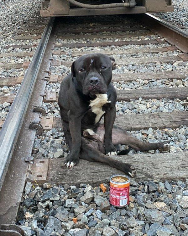 As time went on, Lucky's physical streng...