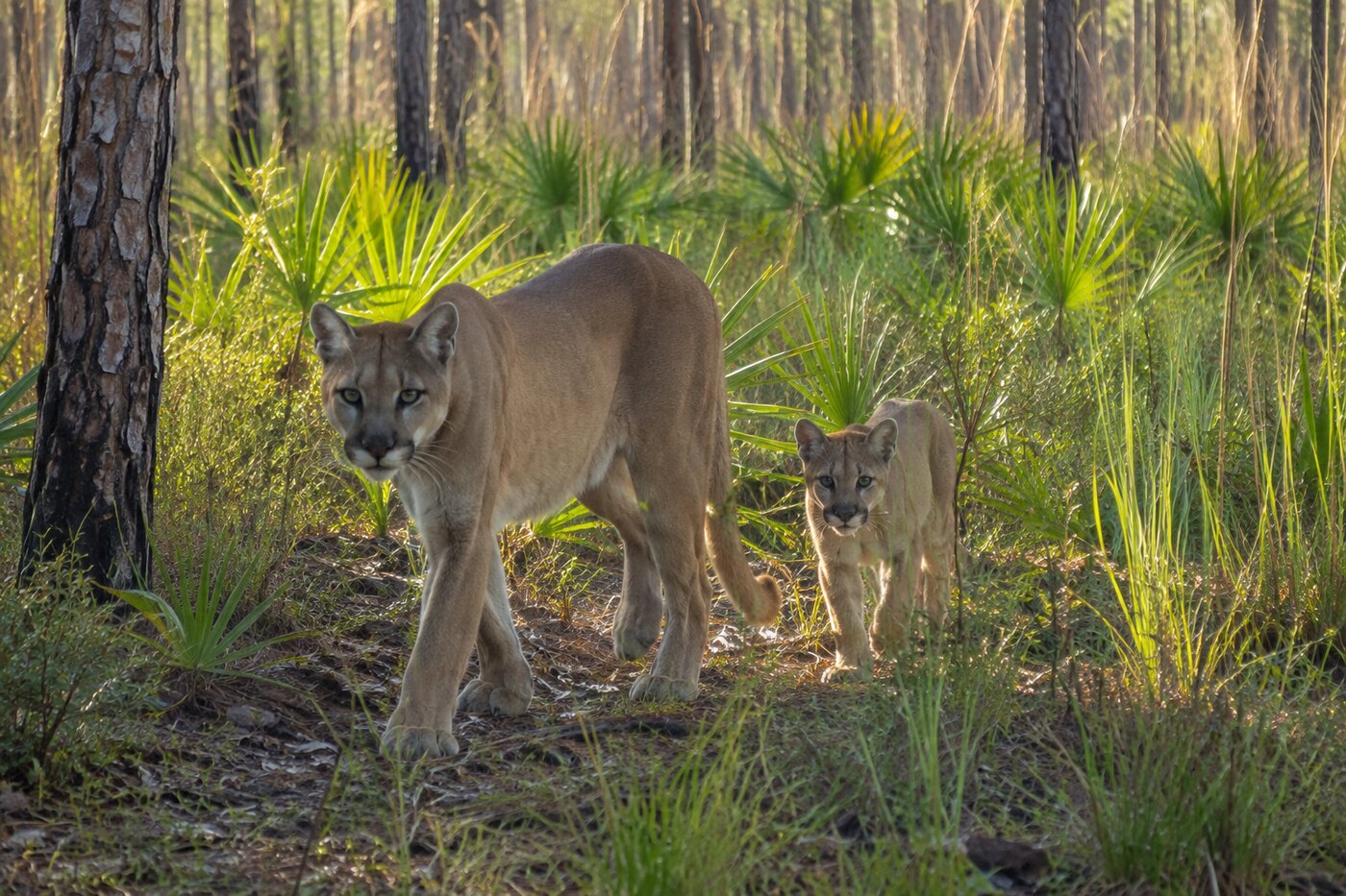 A Florida panther mother and older kitten walking through pine flatwoods