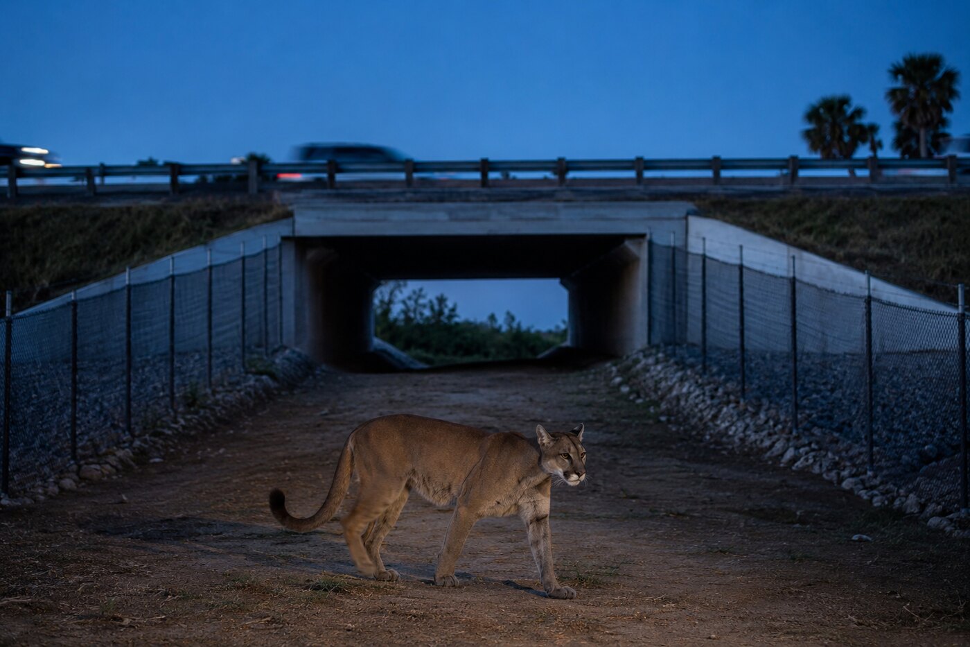 A Florida panther using a fenced wildlife underpass beneath a highway