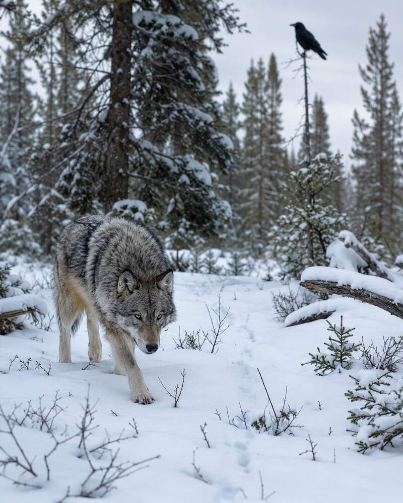 A gray wolf moves through a snowy boreal forest while a raven perches in the distance.
