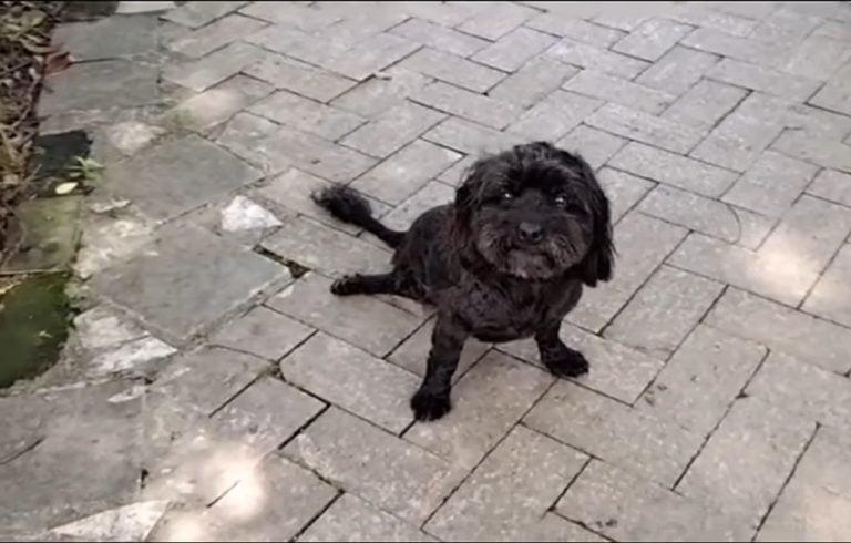 The dog, after enduring a tough beginnin...