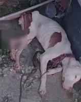 Two months after her rescue, Lolo was th...