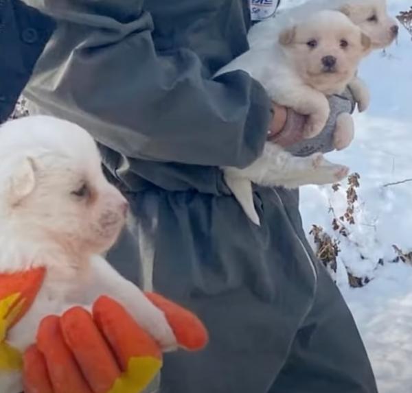 While the puppies played and grew, Geums...