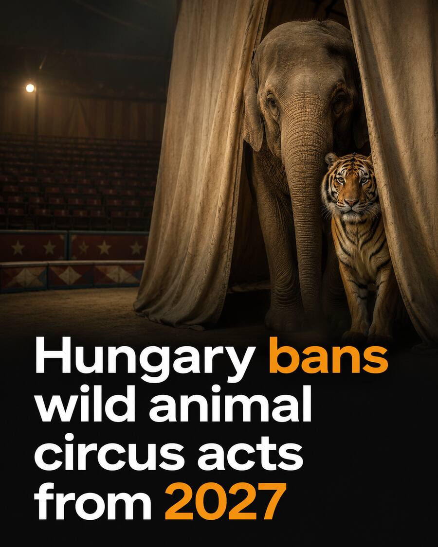 Hungary bans wild animal circus acts from 2027