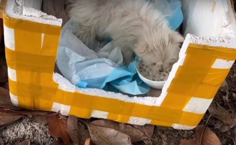Despite these positive signs, the puppy ...