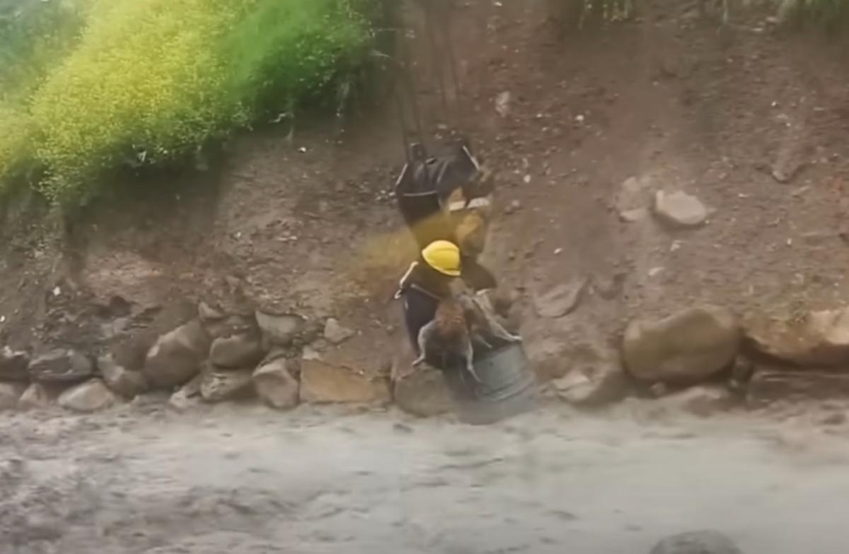 Once on land, the dog appeared to unders...