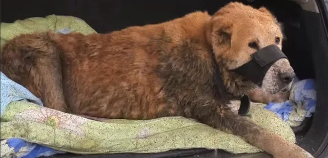 After a thorough examination, the vet un...