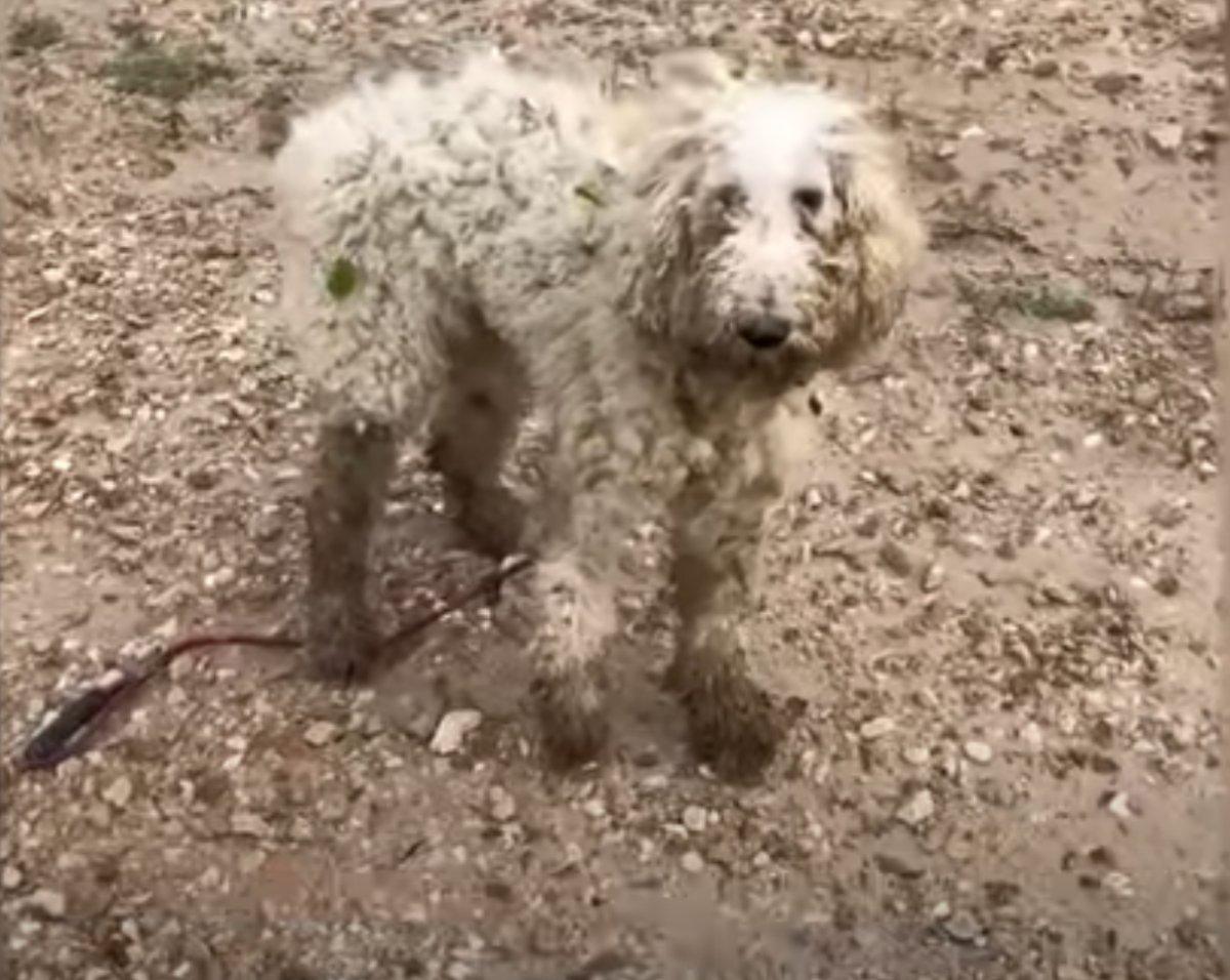 When one rescuer reached out, the dog ge...