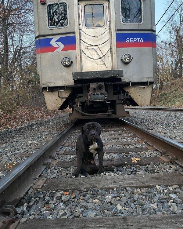 Philly Rescue Angels INC took him into t...