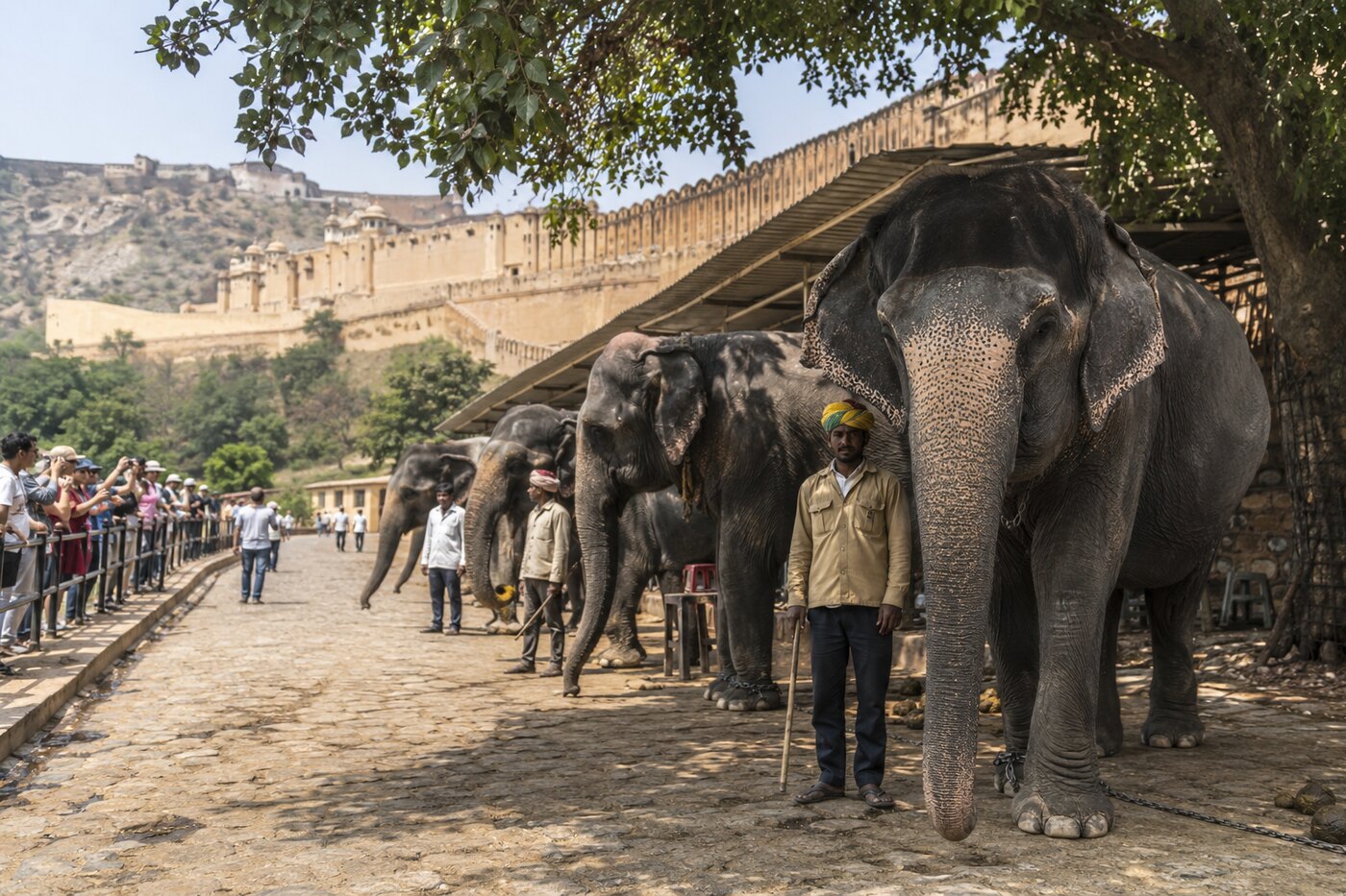 Captive Asian elephants and handlers near a tourism area outside a Rajasthan fort