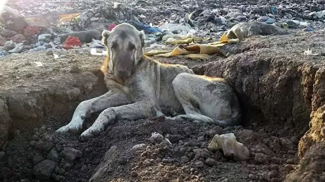 Kratos was among many dogs struggling to...