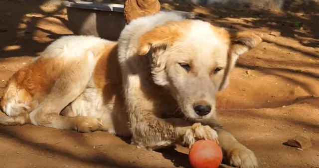 His journey from a suffering stray to a ...