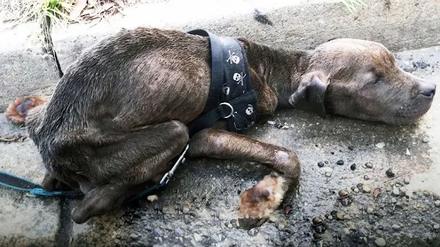 Soon after, the Animal Rescue Foundation...