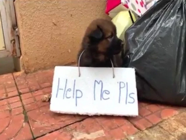 One day, a nearby shopkeeper noticed the...