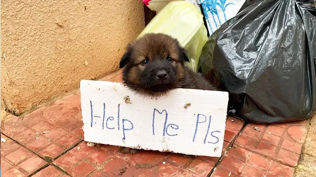 Day by day, the puppy made his spot near...