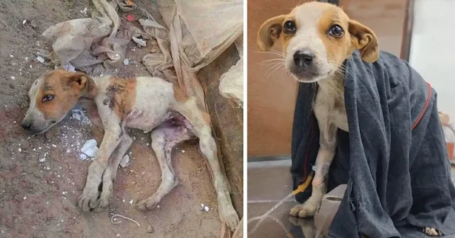 The young dog's dire condition was a res...
