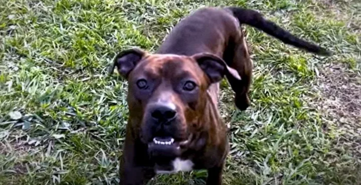 Under Johnson's care, Jax slowly began t...