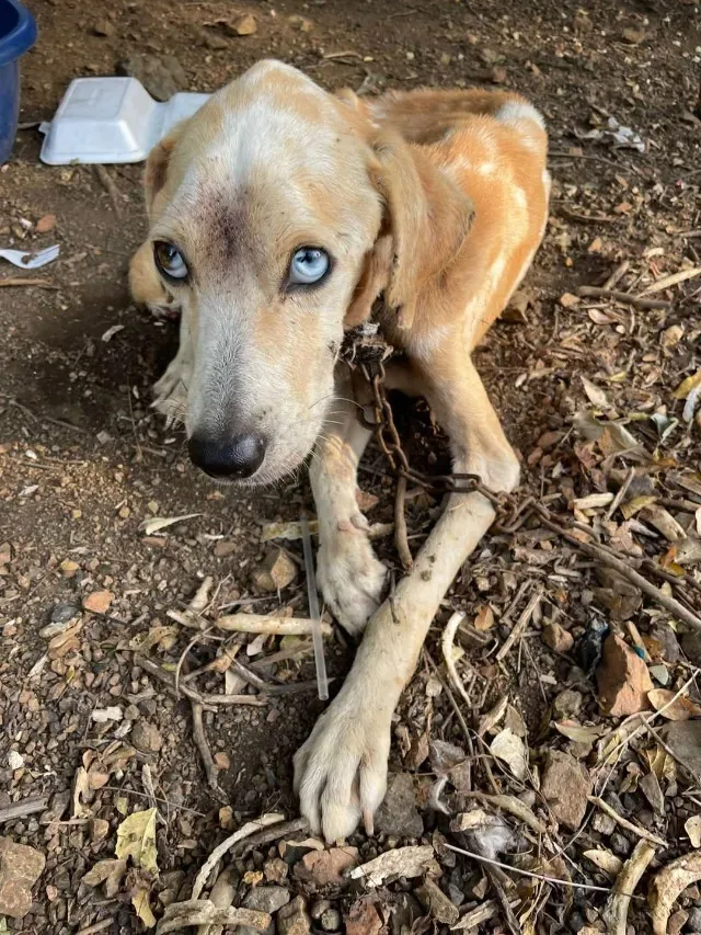 One of the dogs appeared to be trying to...