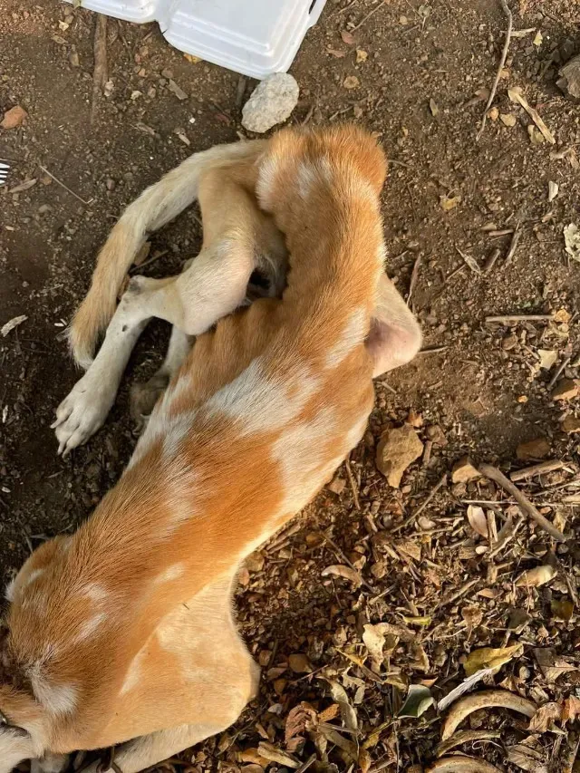 Now safe at the Rescue Paws Curaçao shel...