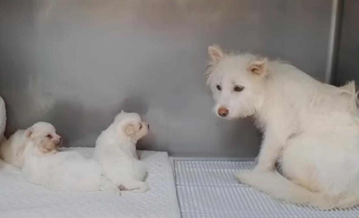 This touching story of rescue and renewa...