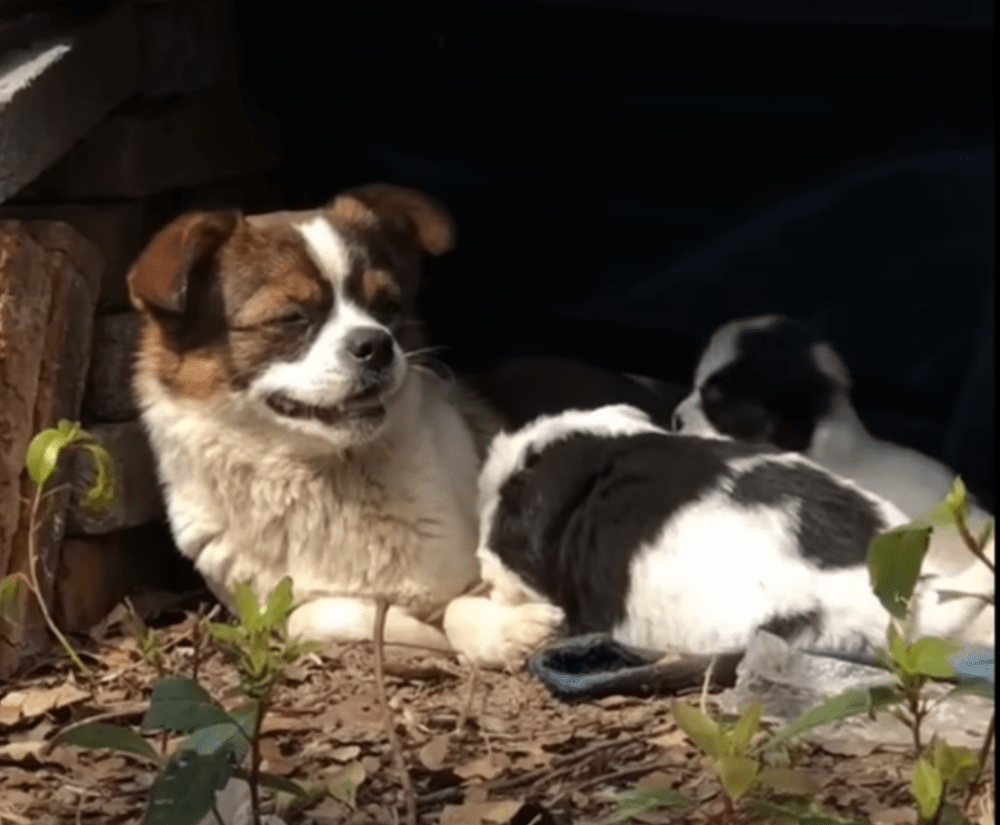 As the weeks rolled by, the puppies thri...